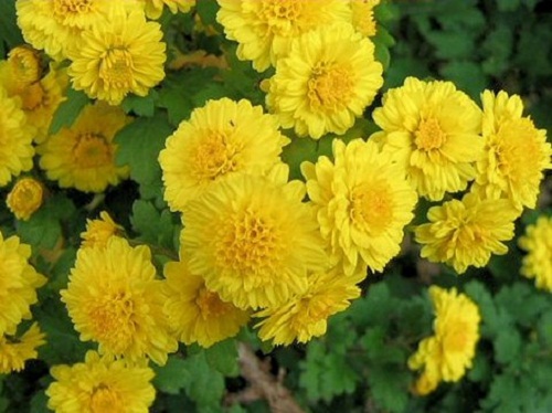 9 tác dụng của hoa cúc trong làm đẹp da chống lão hóa - kim cuc1 agyl1