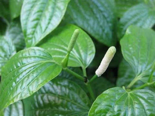 bài thuốc chữa bệnh xương khớp bài thuốc chữa bệnh xương khớp