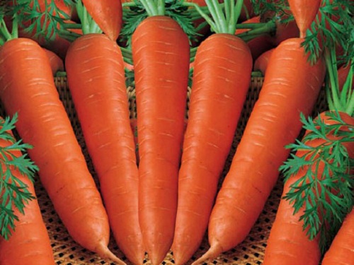 hình cà rốt