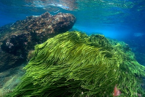 Tác dụng trị nám của tảo Spirulina