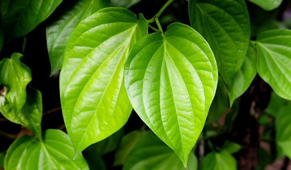 5 loại lá cây chữa đau dạ dày dễ tìm và cực rẻ - cach tri nam da bang la trau khong
