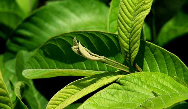 5 loại lá cây chữa đau dạ dày dễ tìm và cực rẻ - chua hoi mieng bang la oi
