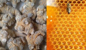 Bài thuốc chữa bệnh dạ dày bằng mật ong tam thất - tam that mat ong 1 300x175