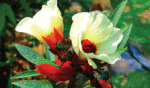 6 công thức mới từ hoa trẻ hóa làn da đón Tết Kỷ Hợi - hoa bup giam 3 150x88