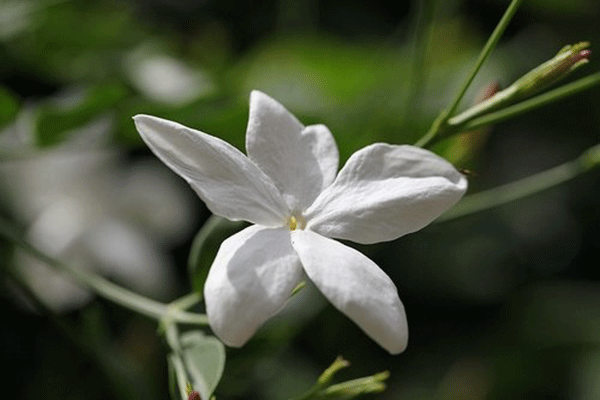 hoa nhài