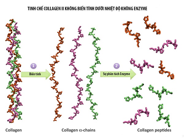 collagen type 2 khong bien tinh la gi 