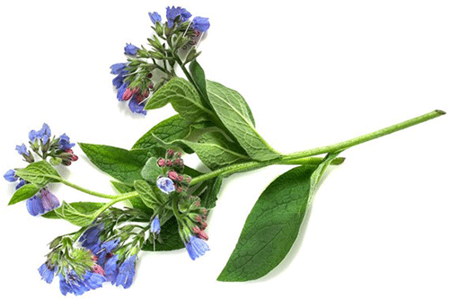 Allantoin và các lợi ích cho da - cay hoa chuong