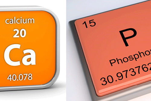 Phốt pho - một nguyên tố thiết yếu cho cuộc sống - canxi va phot pho 1