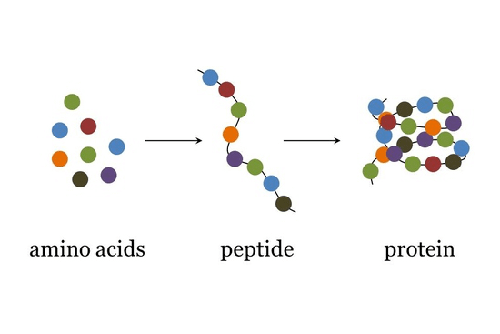  Peptide là gì, hoạt động như thế nào? - peptide la gi 1