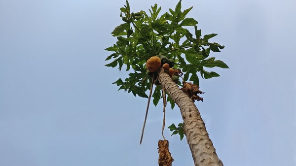 Chữa ung thư dạ dày bằng lá đu đủ
