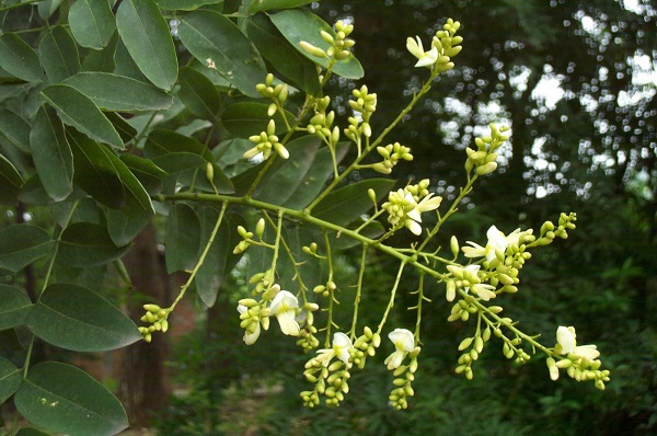 Chữa ung thư dạ dày bằng hoa hòe
