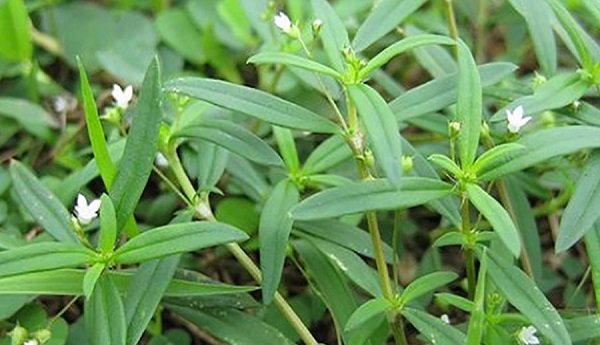 Chữa ung thư dạ dày bằng bạch xà thiệt thảo