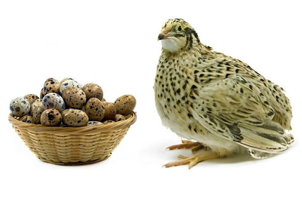 10 lợi ích sức khỏe tuyệt vời của trứng cút - trung va chim cut