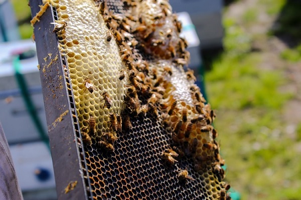 Tác dụng của mật ong