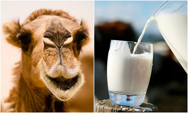 Sữa lạc đà: Lợi ích và dinh dưỡng - sua lac da 1