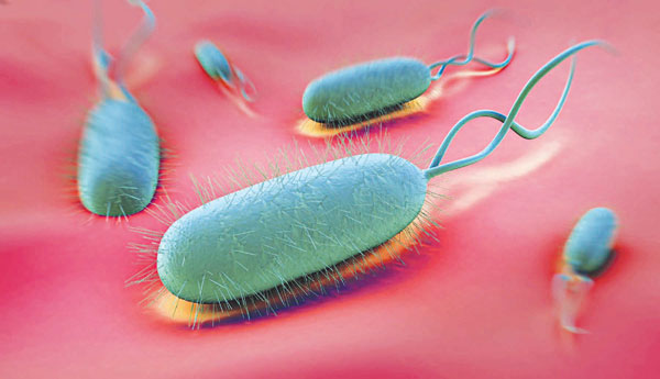 Bạn biết gì về Helicobacter pylori gây bệnh viêm loét dạ dày? - H. pylori 1
