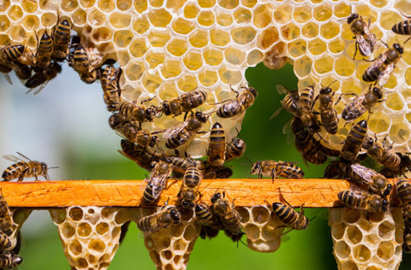 Mật ong thô khác gì mật ong đã qua chế biến? - ong va mat ong