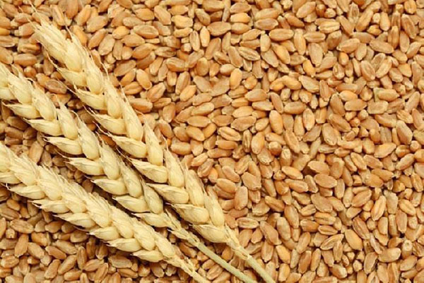28 lợi ích tuyệt vời của lúa mì nguyên cám đối với da, tóc và sức khỏe - lua mi 1